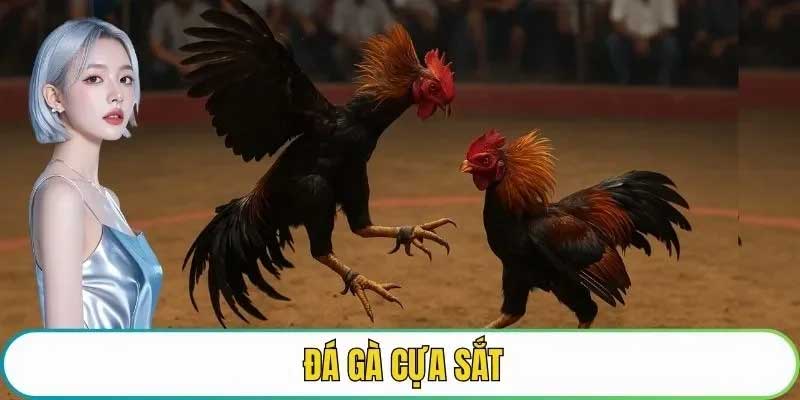 Các loại hình đá gà 99Vbet