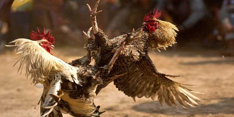 Hình thức đá gà cựa sắt