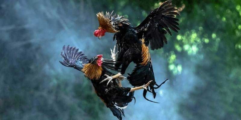 Kinh nghiệm tham gia đá gà 99Vbet