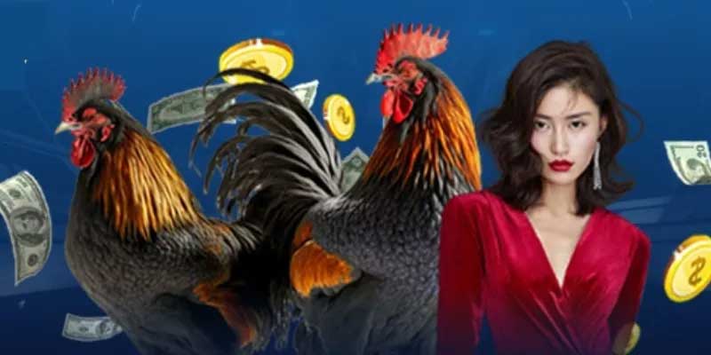 Tổng quan sảnh đá gà 99Vbet
